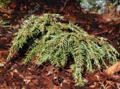 Tsuga canadensis 'Cole' / 'Cole's Prostrate'